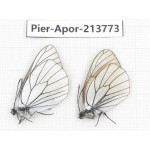 Aporia crataegi atomosa. China, Sichuan, Ganzi, Daofu county. 1P. Pier-Apor-213773.