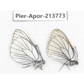 Aporia crataegi atomosa. China, Sichuan, Ganzi, Daofu county. 1P. Pier-Apor-213773.