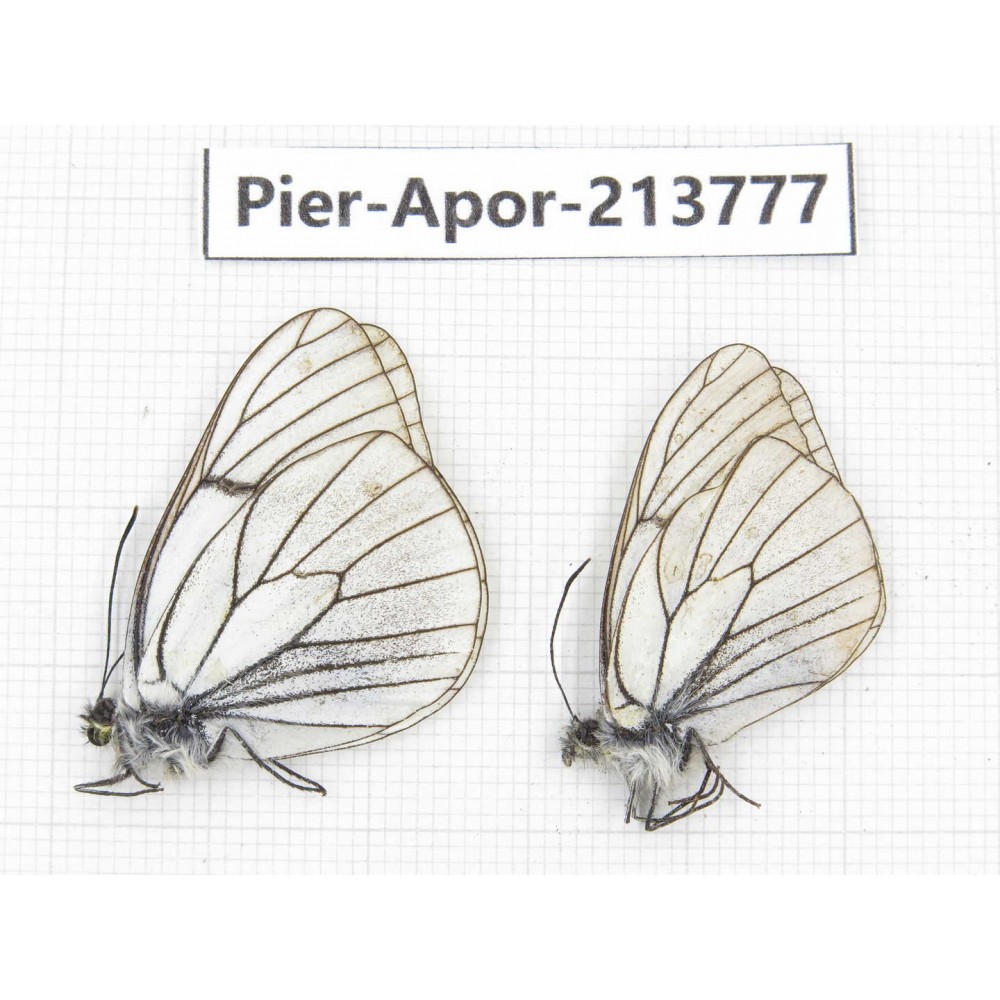 Aporia crataegi atomosa. China, Sichuan, Ganzi, Daofu county. 2M. Pier-Apor-213777.