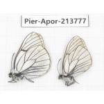 Aporia crataegi atomosa. China, Sichuan, Ganzi, Daofu county. 2M. Pier-Apor-213777.