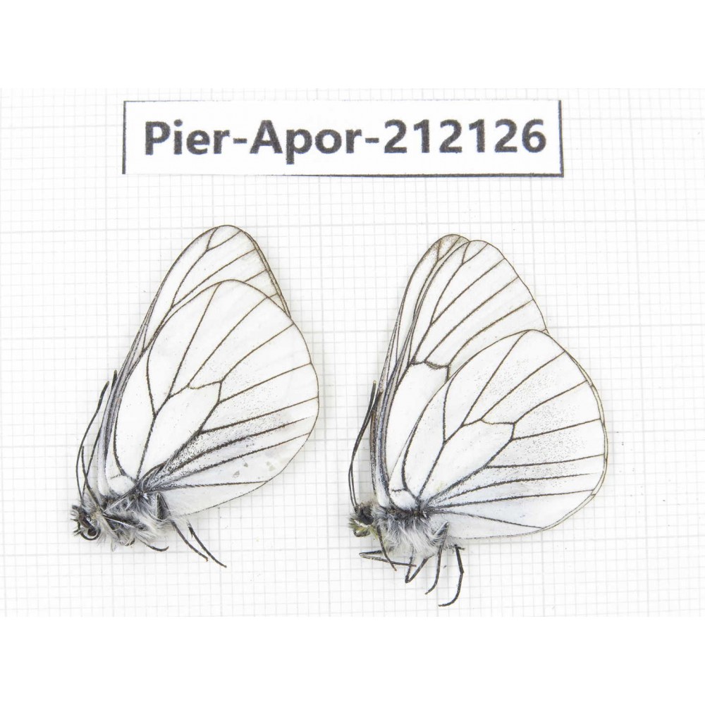 Aporia crataegi atomosa. China, Sichuan, Ganzi, Kangding, Mt.Zheduoshan. 2M. Pier-Apor-212126.