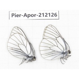 Aporia crataegi atomosa. China, Sichuan, Ganzi, Kangding, Mt.Zheduoshan. 2M. Pier-Apor-212126.