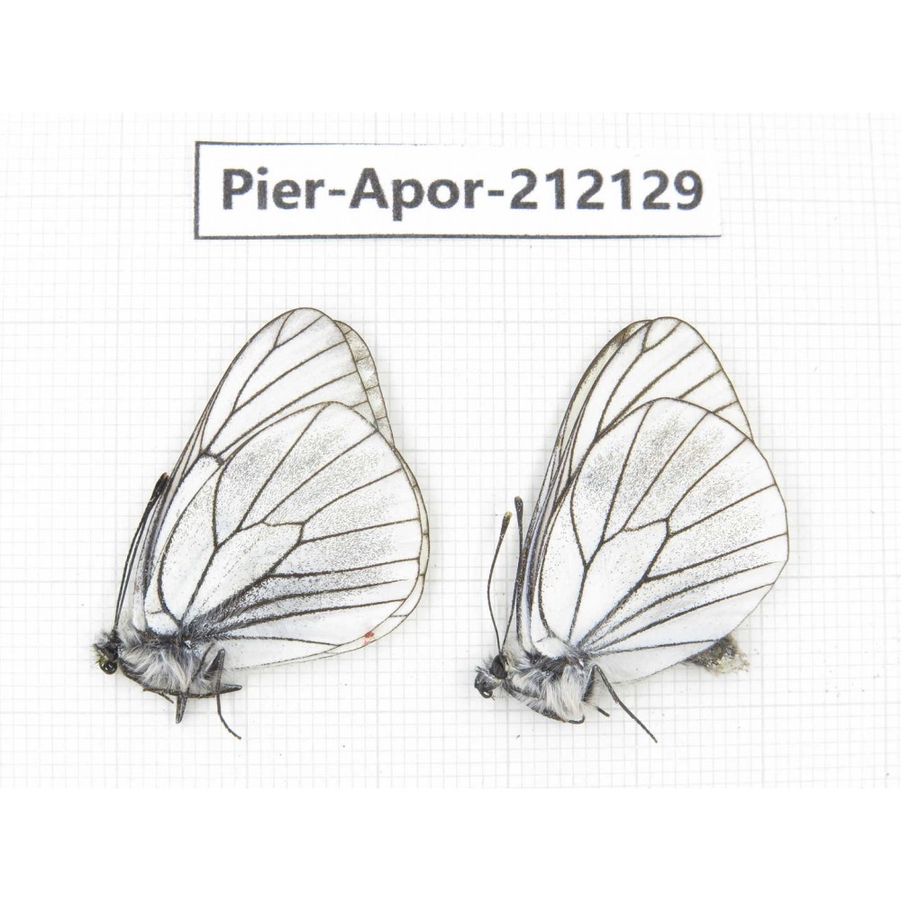 Aporia crataegi atomosa. China, Sichuan, Ganzi, Kangding, Mt.Zheduoshan. 2M. Pier-Apor-212129.