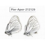 Aporia crataegi atomosa. China, Sichuan, Ganzi, Kangding, Mt.Zheduoshan. 2M. Pier-Apor-212129.