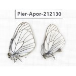 Aporia crataegi atomosa. China, Sichuan, Ganzi, Kangding, Mt.Zheduoshan. 2M. Pier-Apor-212130.