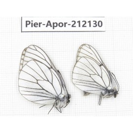 Aporia crataegi atomosa. China, Sichuan, Ganzi, Kangding, Mt.Zheduoshan. 2M. Pier-Apor-212130.