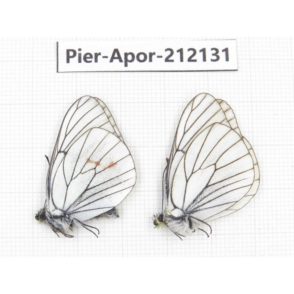 Aporia crataegi atomosa. China, Sichuan, Ganzi, Kangding, Mt.Zheduoshan. 2M. Pier-Apor-212131.