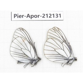 Aporia crataegi atomosa. China, Sichuan, Ganzi, Kangding, Mt.Zheduoshan. 2M. Pier-Apor-212131.