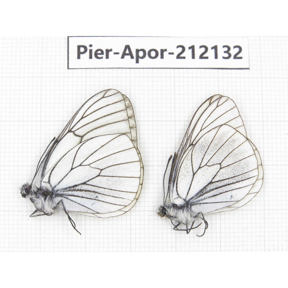 Aporia crataegi atomosa. China, Sichuan, Ganzi, Kangding, Mt.Zheduoshan. 2M. Pier-Apor-212132.