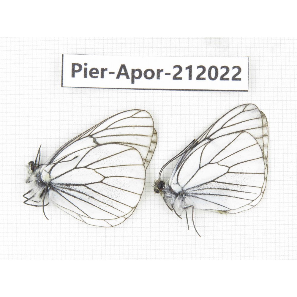 Aporia crataegi atomosa. China, Sichuan, Ganzi, Kangding, Tagong town. 2M. Pier-Apor-212022.