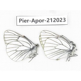 Aporia crataegi atomosa. China, Sichuan, Ganzi, Kangding, Tagong town. 2M. Pier-Apor-212023.