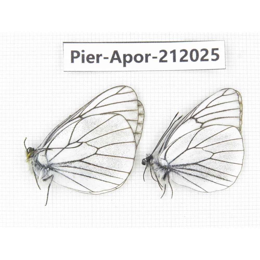 Aporia crataegi atomosa. China, Sichuan, Ganzi, Kangding, Tagong town. 2M. Pier-Apor-212025.