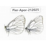 Aporia crataegi atomosa. China, Sichuan, Ganzi, Kangding, Tagong town. 2M. Pier-Apor-212025.