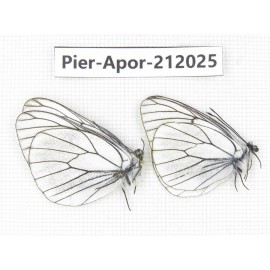 Aporia crataegi atomosa. China, Sichuan, Ganzi, Kangding, Tagong town. 2M. Pier-Apor-212025.