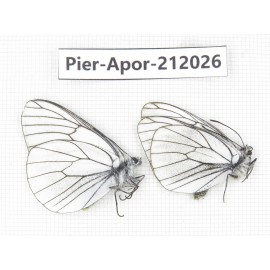 Aporia crataegi atomosa. China, Sichuan, Ganzi, Kangding, Tagong town. 2M. Pier-Apor-212026.