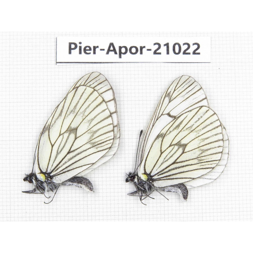 Aporia delavayi delavayi. China, Sichuan, Ganzi, Batang county. 2M. Pier-Apor-21022.