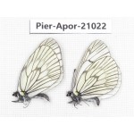 Aporia delavayi delavayi. China, Sichuan, Ganzi, Batang county. 2M. Pier-Apor-21022.
