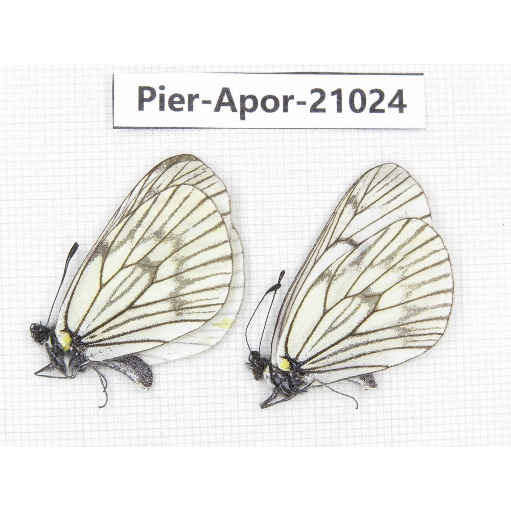 Aporia delavayi delavayi. China, Sichuan, Ganzi, Batang county. 2M. Pier-Apor-21024.