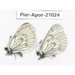 Aporia delavayi delavayi. China, Sichuan, Ganzi, Batang county. 2M. Pier-Apor-21024.