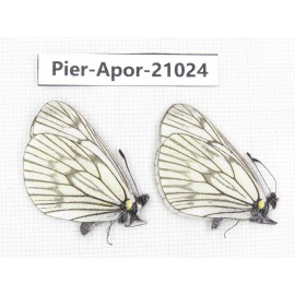 Aporia delavayi delavayi. China, Sichuan, Ganzi, Batang county. 2M. Pier-Apor-21024.