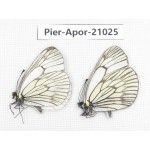 Aporia delavayi delavayi. China, Sichuan, Ganzi, Batang county. 2M. Pier-Apor-21025.
