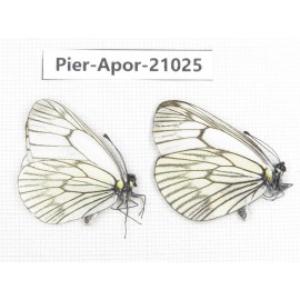 Aporia delavayi delavayi. China, Sichuan, Ganzi, Batang county. 2M. Pier-Apor-21025.