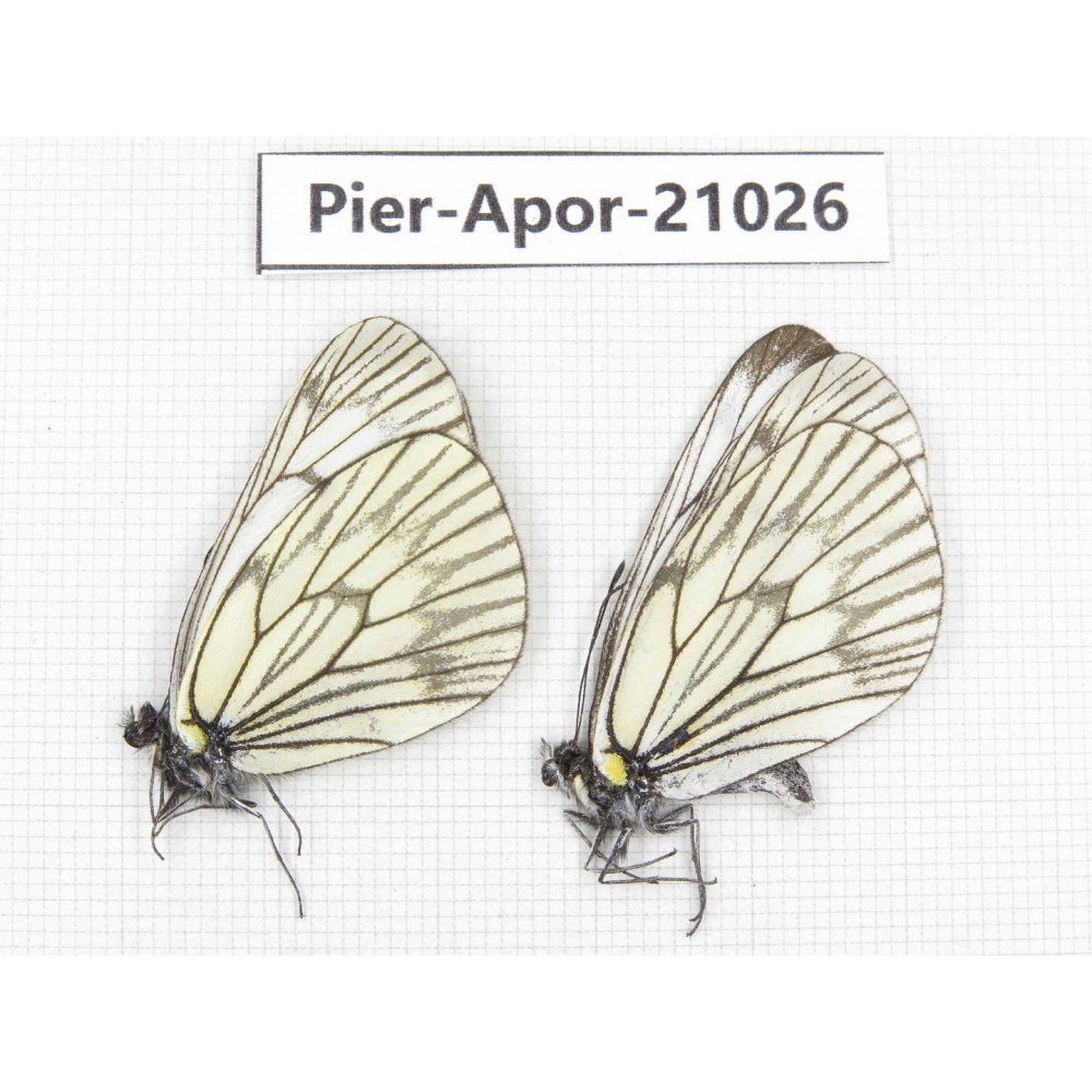 Aporia delavayi delavayi. China, Sichuan, Ganzi, Batang county. 2M. Pier-Apor-21026.