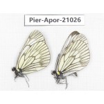 Aporia delavayi delavayi. China, Sichuan, Ganzi, Batang county. 2M. Pier-Apor-21026.