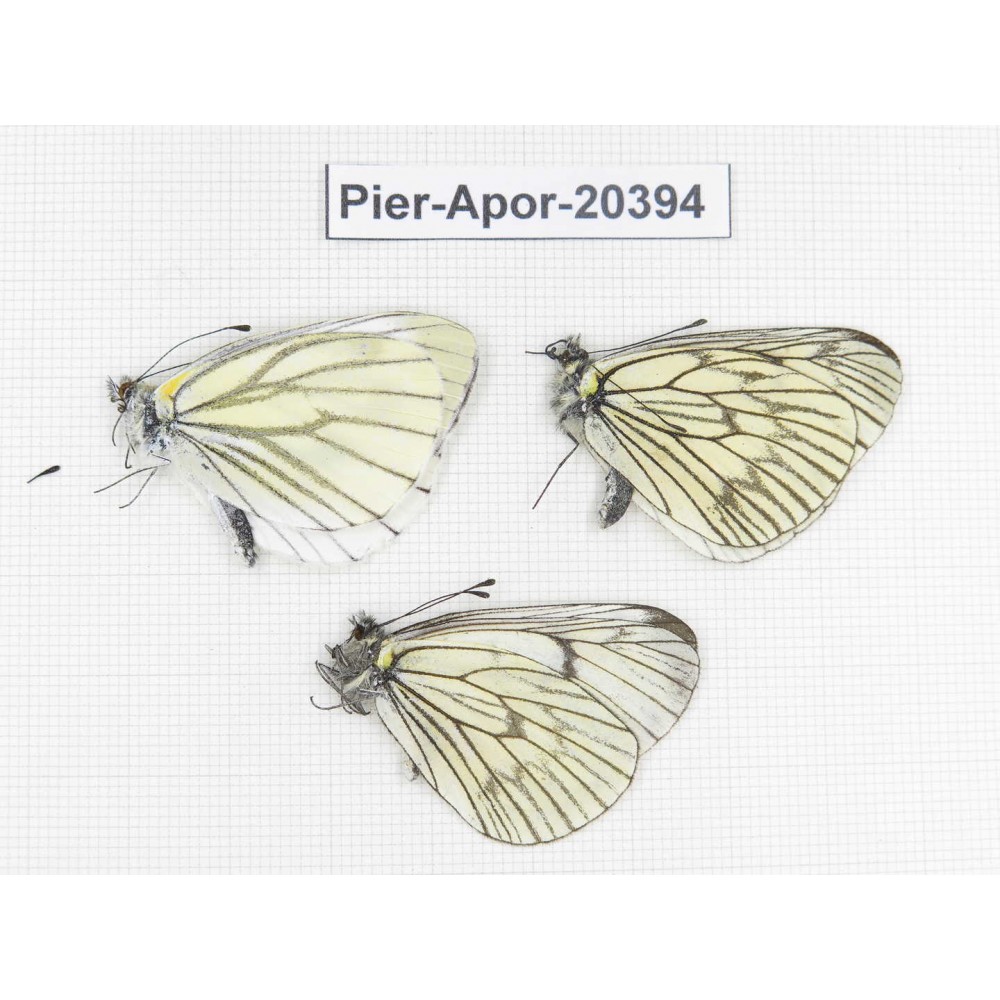 Aporia delavayi delavayi. China, Tibet, Chayu, Chawalong, NW of Mt. Nushan(Yunnan border). 3M. Pier-Apor-20394.