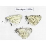 Aporia delavayi delavayi. China, Tibet, Chayu, Chawalong, NW of Mt. Nushan(Yunnan border). 3M. Pier-Apor-20394.