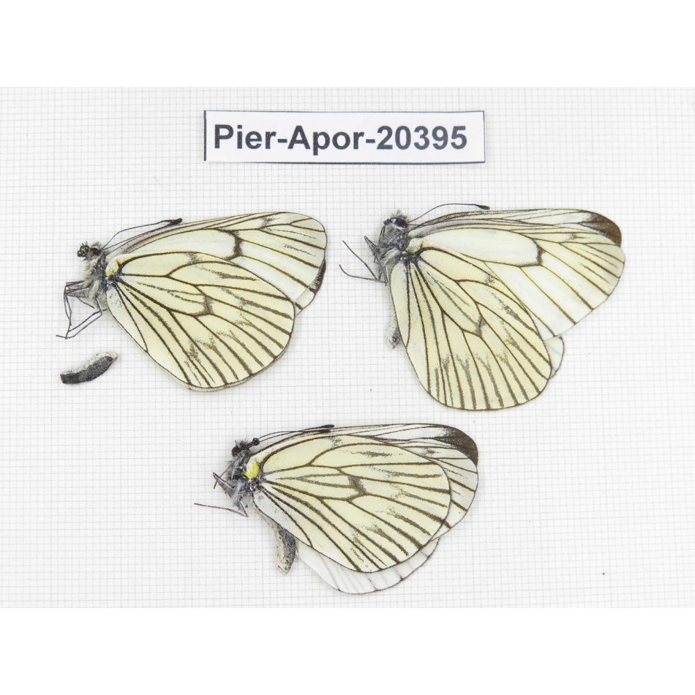 Aporia delavayi delavayi. China, Tibet, Chayu, Chawalong, NW of Mt. Nushan(Yunnan border). 3M. Pier-Apor-20395.