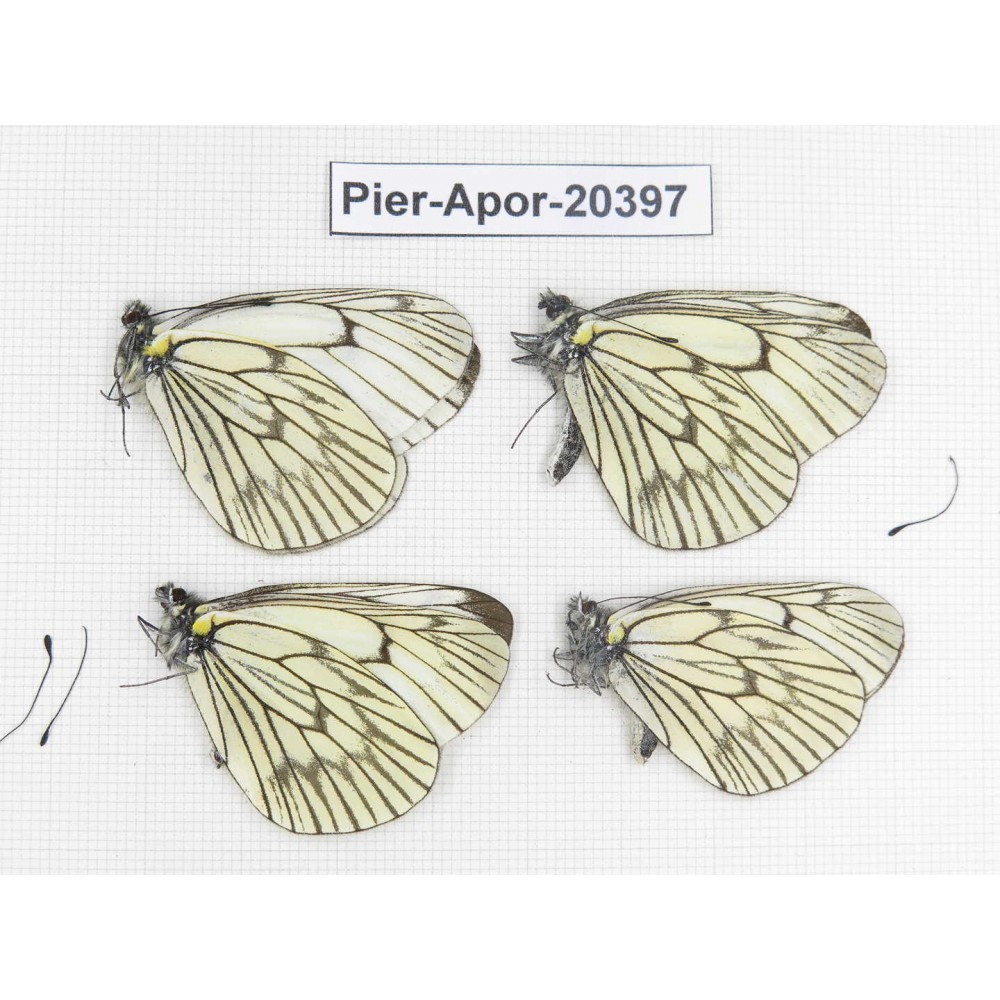 Aporia delavayi delavayi. China, Tibet, Chayu, Chawalong, NW of Mt. Nushan(Yunnan border). 4M. Pier-Apor-20397.