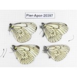 Aporia delavayi delavayi. China, Tibet, Chayu, Chawalong, NW of Mt. Nushan(Yunnan border). 4M. Pier-Apor-20397.