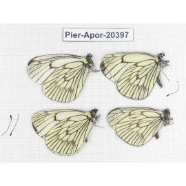 Aporia delavayi delavayi. China, Tibet, Chayu, Chawalong, NW of Mt. Nushan(Yunnan border). 4M. Pier-Apor-20397.