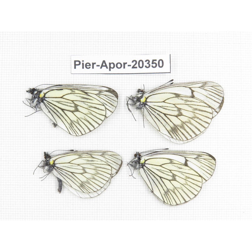 Aporia delavayi delavayi. China, Yunnan, Lijiang, C of Mt. Yunling. 4M. Pier-Apor-20350.