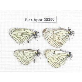 Aporia delavayi delavayi. China, Yunnan, Lijiang, C of Mt. Yunling. 4M. Pier-Apor-20350.