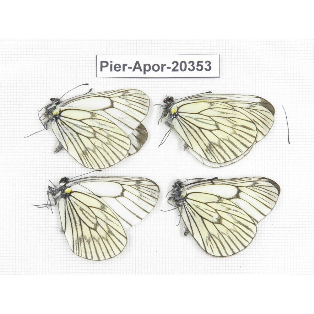 Aporia delavayi delavayi. China, Yunnan, Lijiang, C of Mt. Yunling. 4M. Pier-Apor-20353.