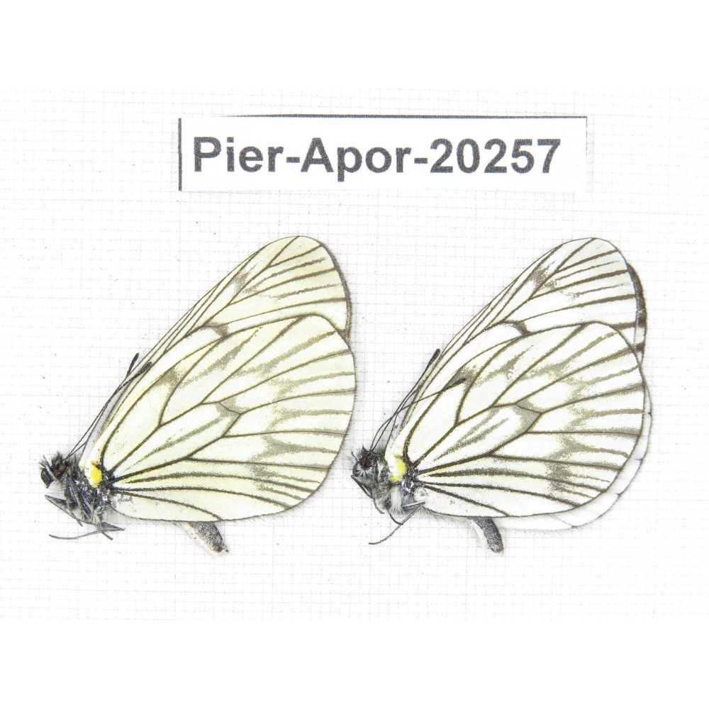 Aporia delavayi delavayi. China, Yunnan, Lijiang, N of Mt. Yunling. 2M. Pier-Apor-20257.