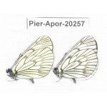 Aporia delavayi delavayi. China, Yunnan, Lijiang, N of Mt. Yunling. 2M. Pier-Apor-20257.