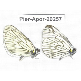 Aporia delavayi delavayi. China, Yunnan, Lijiang, N of Mt. Yunling. 2M. Pier-Apor-20257.