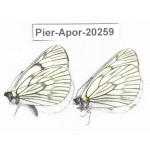 Aporia delavayi delavayi. China, Yunnan, Lijiang, N of Mt. Yunling. 2M. Pier-Apor-20259.