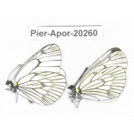 Aporia delavayi delavayi. China, Yunnan, Lijiang, N of Mt. Yunling. 2M. Pier-Apor-20260.