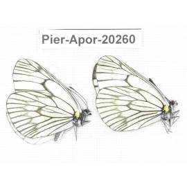 Aporia delavayi delavayi. China, Yunnan, Lijiang, N of Mt. Yunling. 2M. Pier-Apor-20260.
