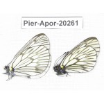Aporia delavayi delavayi. China, Yunnan, Lijiang, N of Mt. Yunling. 2M. Pier-Apor-20261.