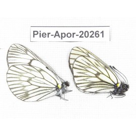 Aporia delavayi delavayi. China, Yunnan, Lijiang, N of Mt. Yunling. 2M. Pier-Apor-20261.