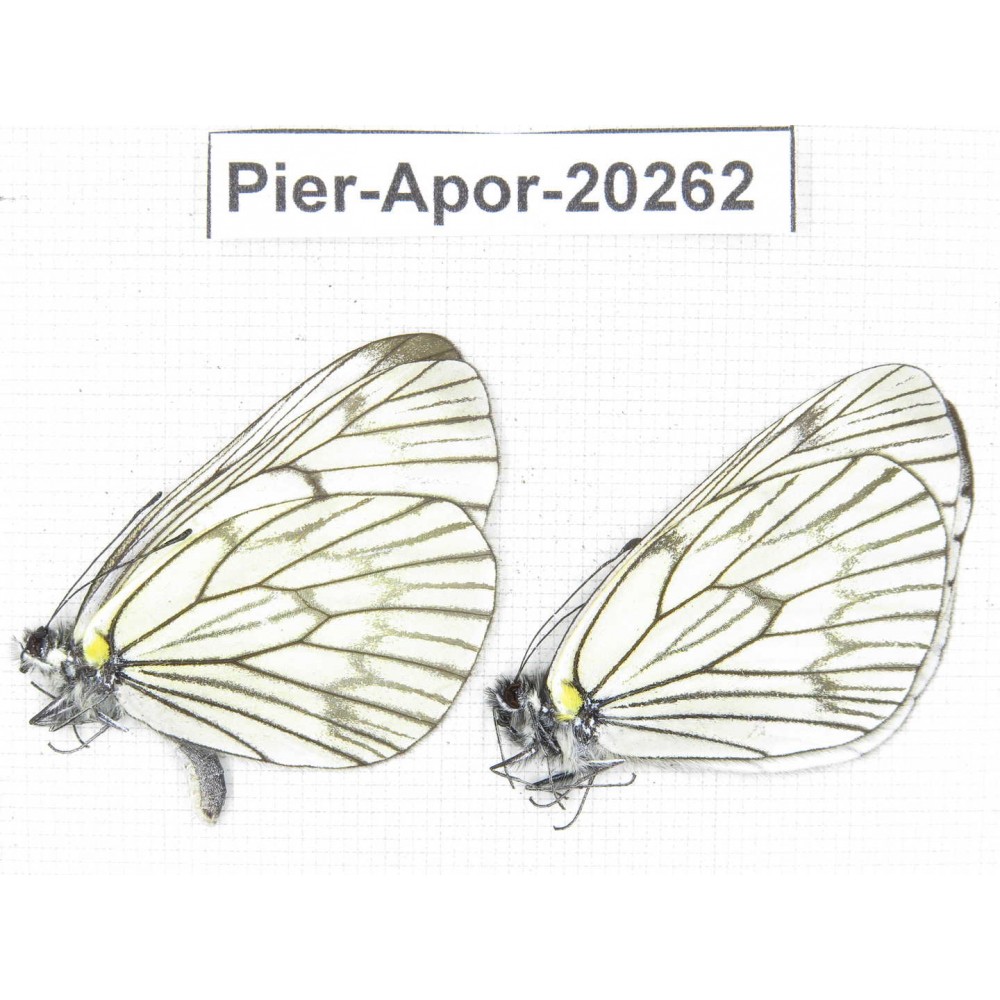 Aporia delavayi delavayi. China, Yunnan, Lijiang, N of Mt. Yunling. 2M. Pier-Apor-20262.