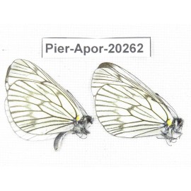 Aporia delavayi delavayi. China, Yunnan, Lijiang, N of Mt. Yunling. 2M. Pier-Apor-20262.