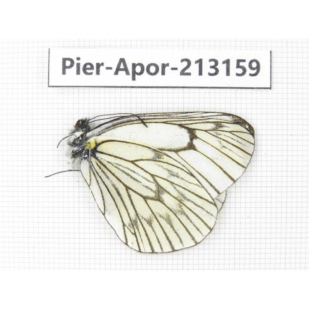 Aporia delavayi delavay. China, Yunnan, Nujiang, N of Mt.Biluoxueshan. 1M. Pier-Apor-213159.