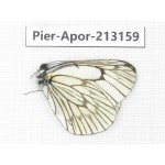 Aporia delavayi delavay. China, Yunnan, Nujiang, N of Mt.Biluoxueshan. 1M. Pier-Apor-213159.