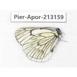 Aporia delavayi delavay. China, Yunnan, Nujiang, N of Mt.Biluoxueshan. 1M. Pier-Apor-213159.